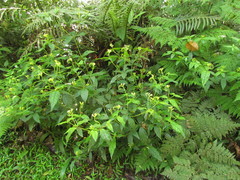 Spigelia tetraptera