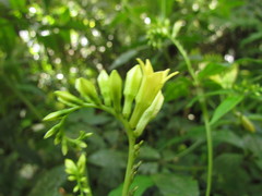 Spigelia tetraptera