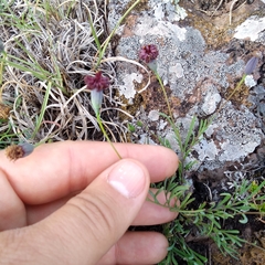 Porophyllum linifolium