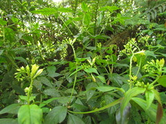 Spigelia tetraptera