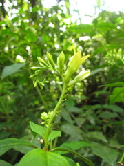 Spigelia tetraptera