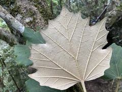Sinopanax formosanus