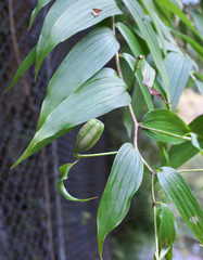 Lilium auratum