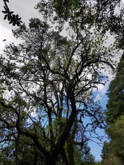 Dais cotinifolia