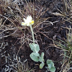 Pfaffia gnaphalioides