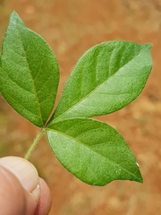 Searsia pyroides gracilis