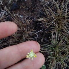 Pfaffia gnaphalioides