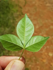 Searsia pyroides gracilis