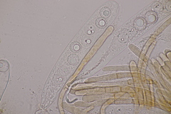 Lamprospora miniata