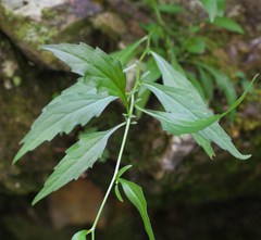 Aster ageratoides ageratoides