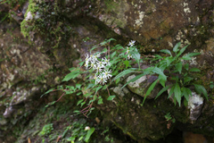 Aster ageratoides ageratoides