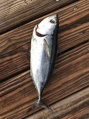 Thunnus atlanticus