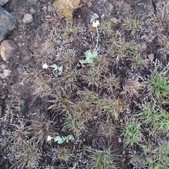 Pfaffia gnaphalioides