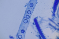 Lamprospora miniata