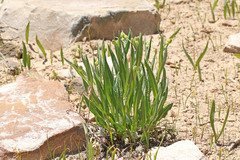Senecio crassulus