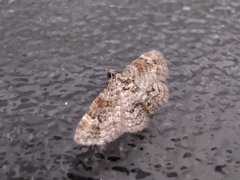 Eupitheciini