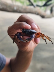 Gecarcinus