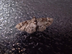 Eupitheciini