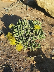 Rhombophyllum dolabriforme