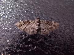 Eupitheciini