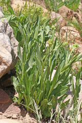Senecio crassulus
