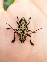 Steirastoma marmoratum