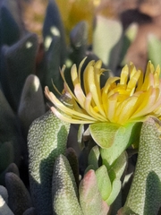 Rhombophyllum dolabriforme