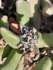 Rhombophyllum dolabriforme