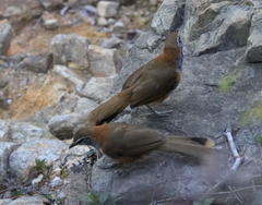 Pterorhinus pectoralis