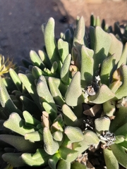 Rhombophyllum dolabriforme