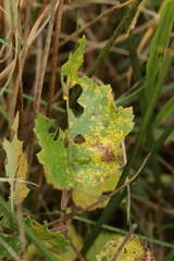 Melampsoridium betulinum