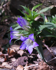 Gentiana scabra buergeri