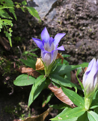 Gentiana scabra buergeri