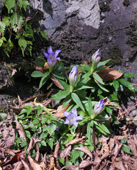 Gentiana scabra buergeri