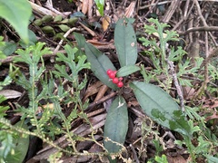 Ardisia brevicaulis