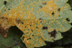 Melampsoridium betulinum