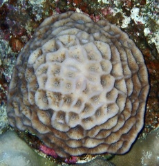 Paramontastraea peresi