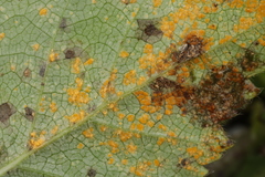 Melampsoridium betulinum