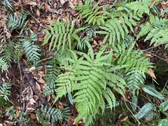 Coryphopteris castanea