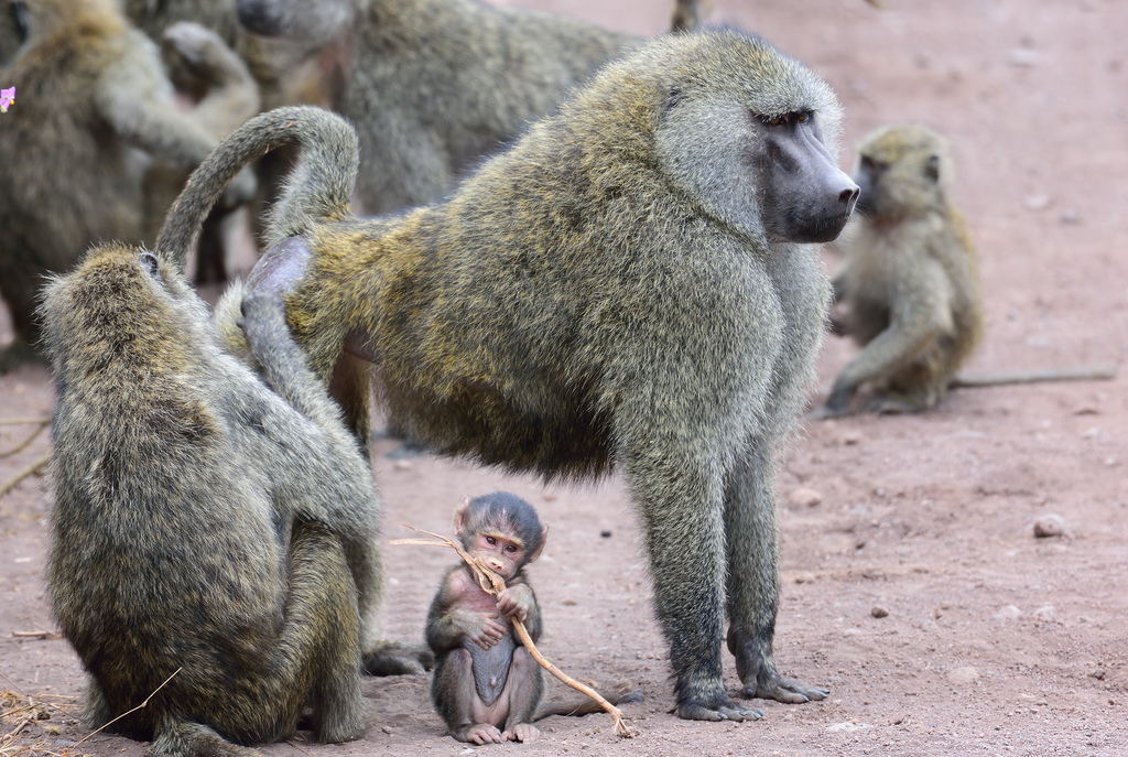 Olive Baboon