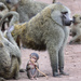 Olive Baboon - Photo (c) Ad Konings, some rights reserved (CC BY-NC), uploaded by Ad Konings