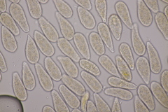 Melampsoridium betulinum