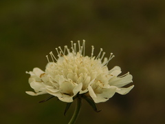 Scabiosa bipinnata