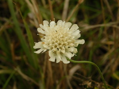 Scabiosa bipinnata