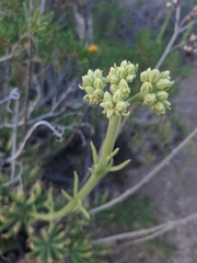 Tylecodon wallichii
