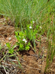 Justicia campylostemon