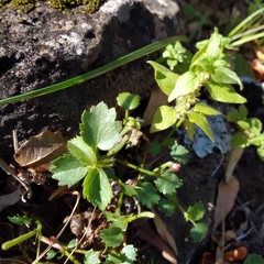 Ayenia mansfeldiana