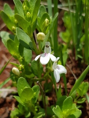 Justicia campylostemon