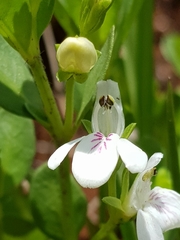 Justicia campylostemon