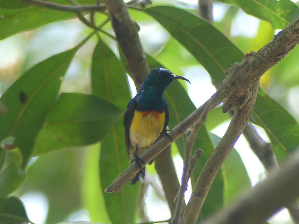 Mayotte Sunbird (Cinnyris coquerellii) photo